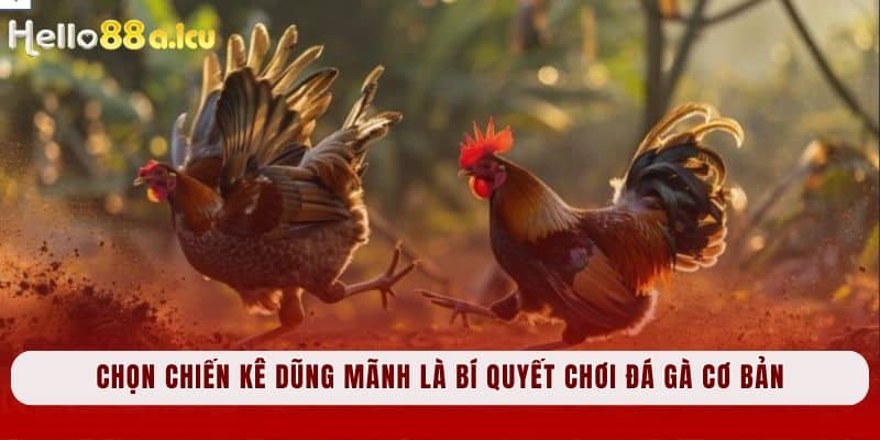 Chọn chiến kê dũng mãnh là bí quyết chơi đá gà cơ bản