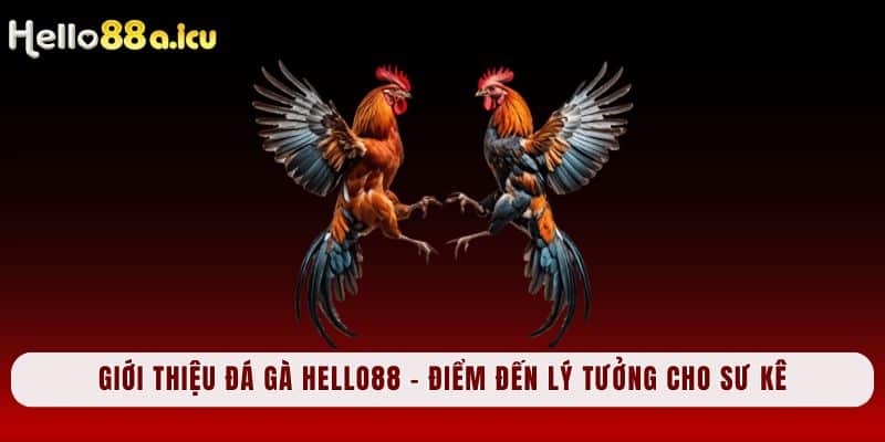 Giới thiệu đá gà Hello88 - Điểm đến lý tưởng cho sư kê