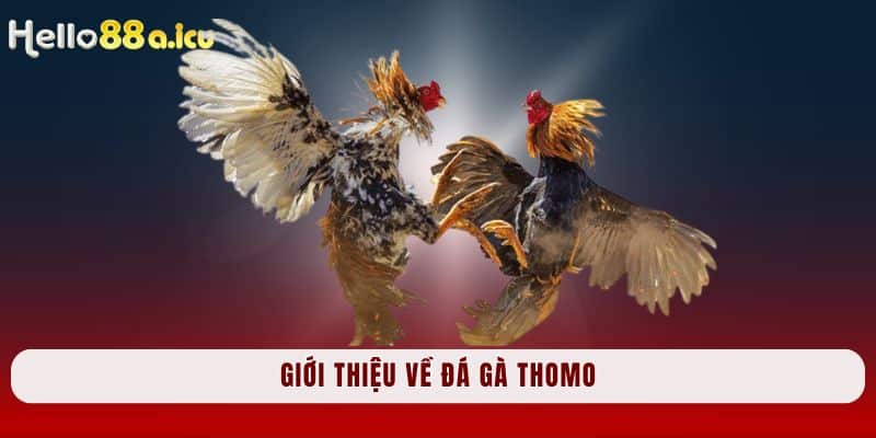 Giới thiệu về Đá Gà Thomo