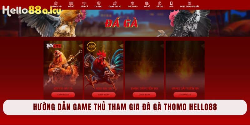 Hướng dẫn game thủ tham gia Đá gà Thomo Hello88