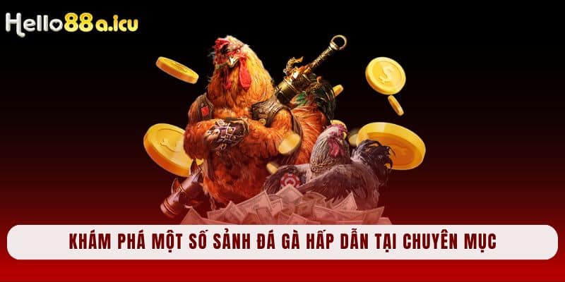 Khám phá một số sảnh đá gà hấp dẫn tại chuyên mục