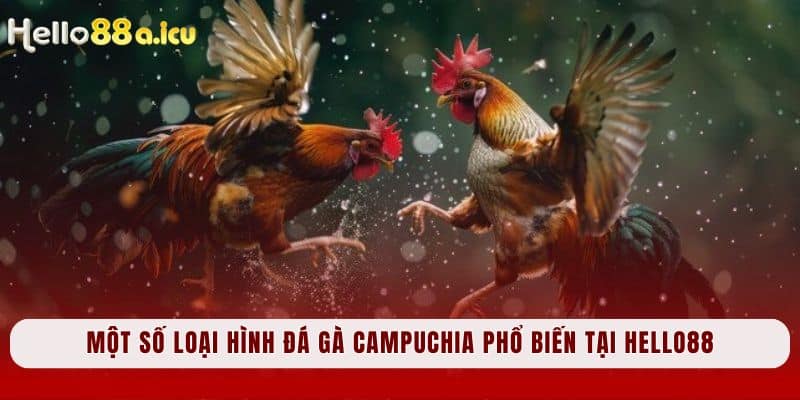 Một số loại hình đá gà Campuchia phổ biến tại Hello88