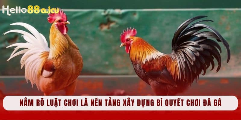 Nắm rõ luật chơi là nền tảng xây dựng bí quyết chơi đá gà