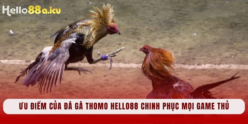 Ưu điểm của Đá Gà Thomo Hello88 chinh phục mọi game thủ